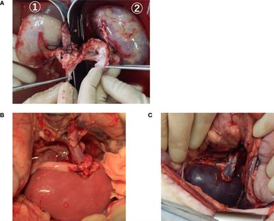 Prevention of Chronic Rejection of Marginal Kidney Graft by Using a Hydrogen Gas-Containing Preservation Solution and Adequate Immunosuppression in a Miniature Pig Model